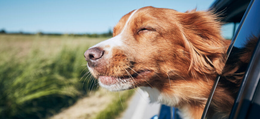 Dog,Travel,By,Car.,Nova,Scotia,Duck,Tolling,Retriever,Enjoying